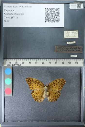 Media type: image;   Entomology 150663